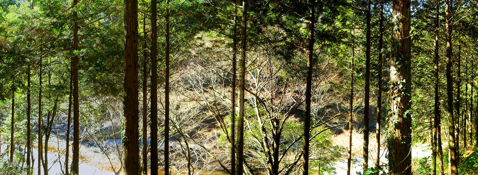 G1829_Your image is the best title ! G1829