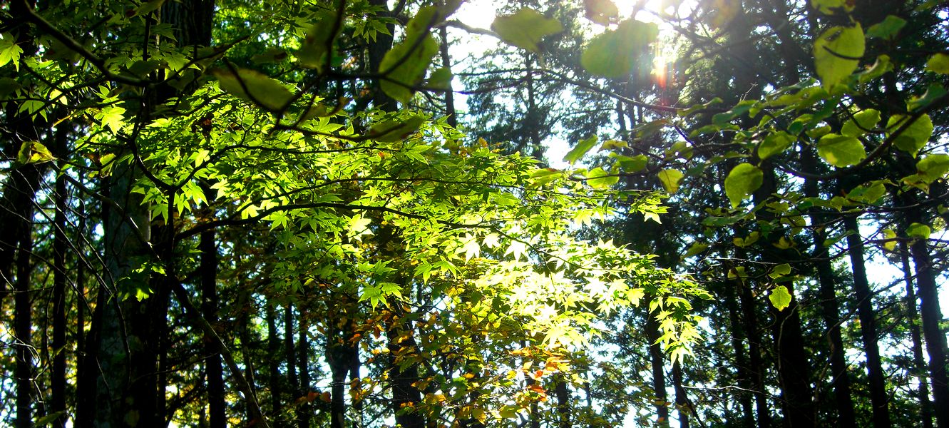 G1898_Your image is the best title ! G1898
