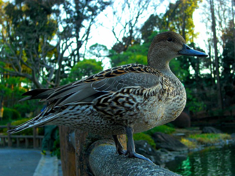 G2057_Your image is the best title ! G2057