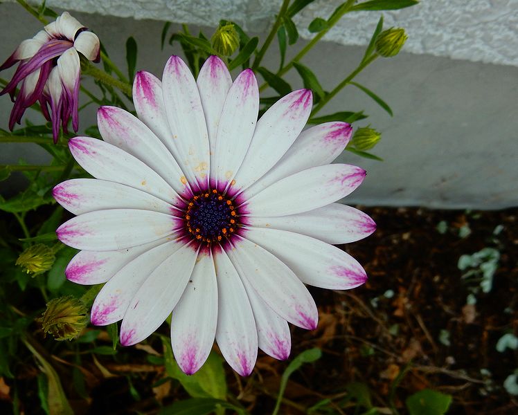 G2256_Your image is the best title ! G2256