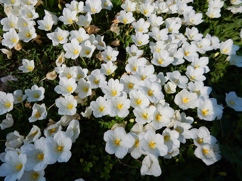 G2328_Your image is the best title ! G2328