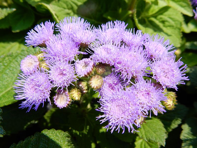 G2335_Your image is the best title ! G2335