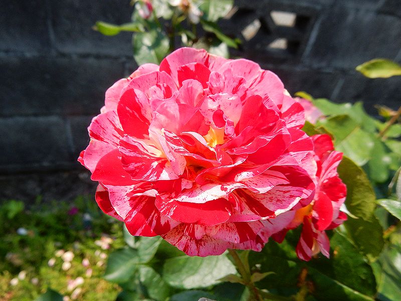 G2357_Your image is the best title ! G2357