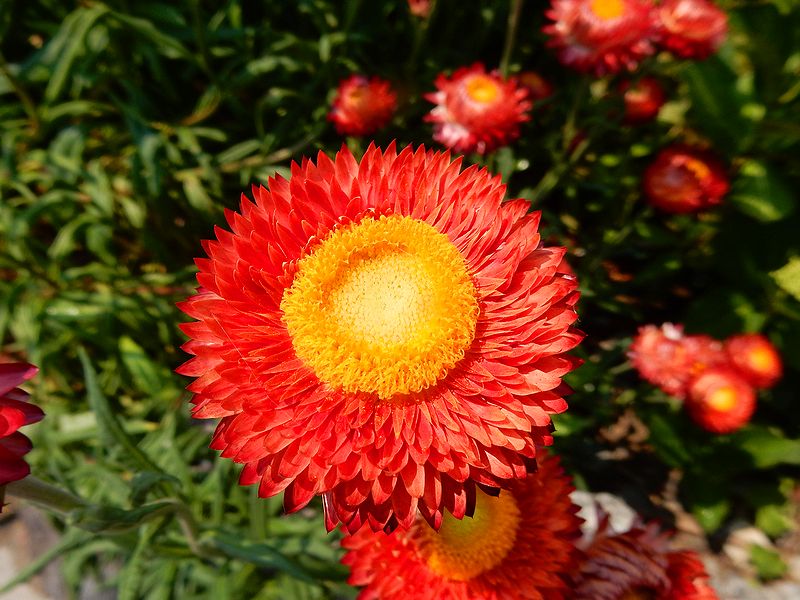G2358_Your image is the best title ! G2358
