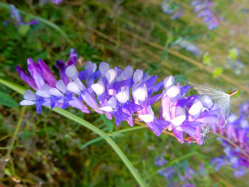 G2396_Your image is the best title ! G2396