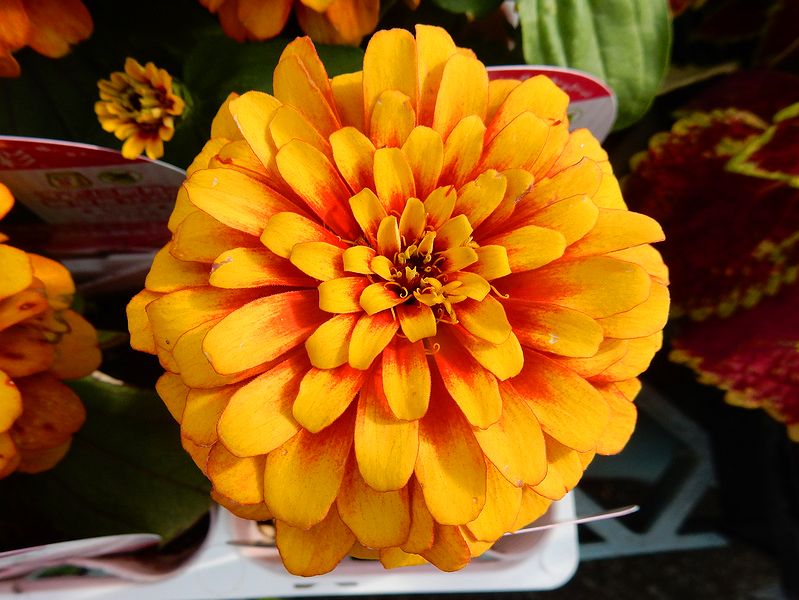 G2398_Your image is the best title ! G2398