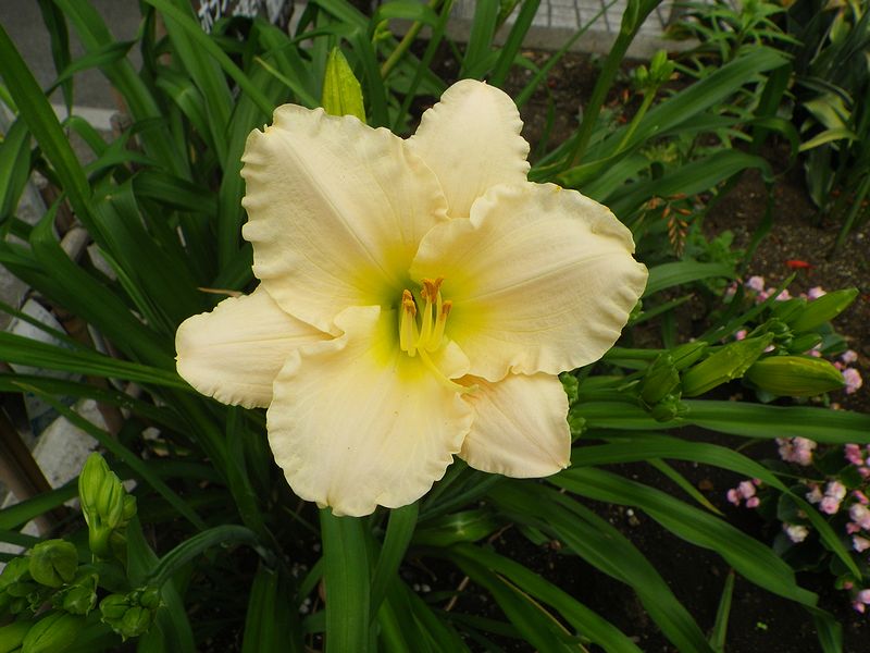 G2424_Your image is the best title ! G2424