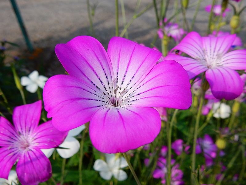G2426_Your image is the best title ! G2426