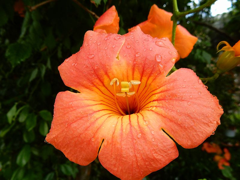 G2547_Your image is the best title ! G2547