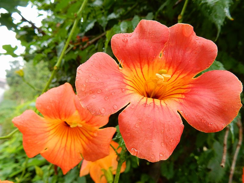 G2563_Your image is the best title ! G2563