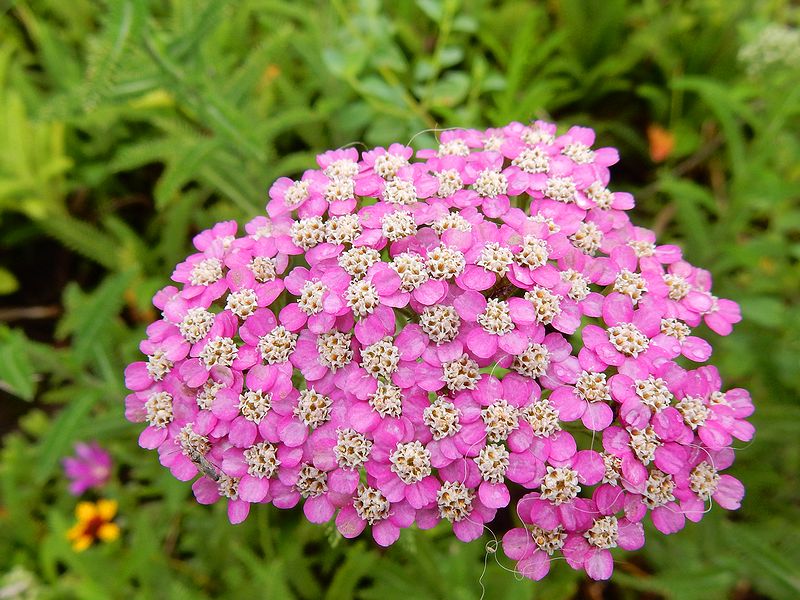 G2615_Your image is the best title ! G2615