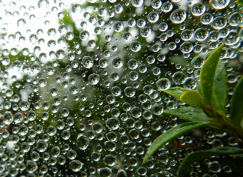 G2636_Your image is the best title ! G2636