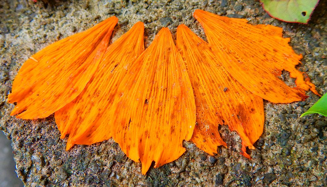 G2749_Your image is the best title ! G2749