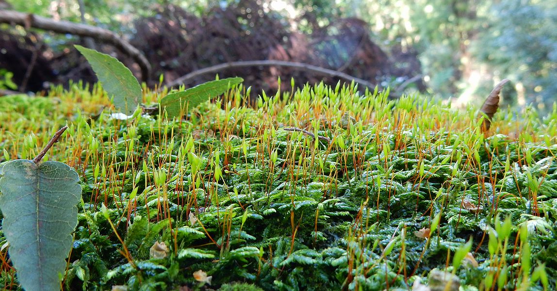 G2760_Your image is the best title ! G2760