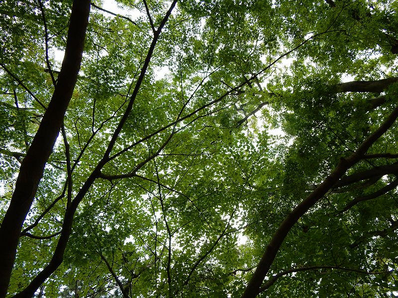 G2767_Your image is the best title ! G2767
