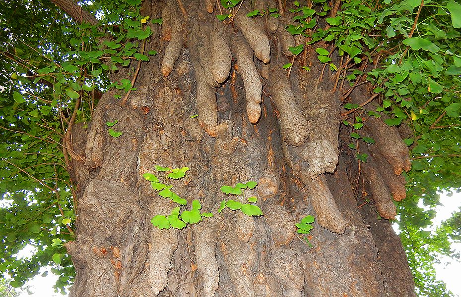 G2778_Your image is the best title ! G2778