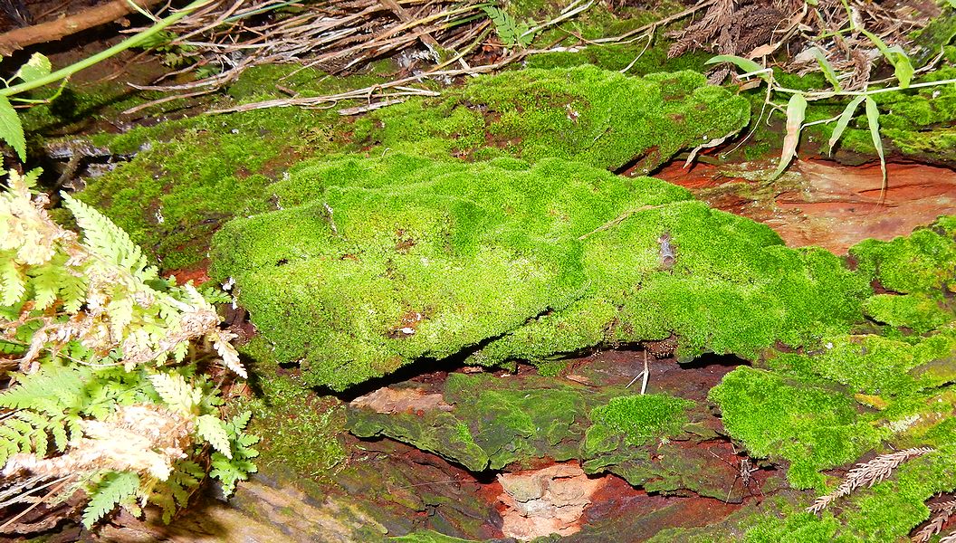 G2783_Your image is the best title ! G2783