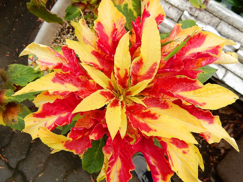 G2799_Your image is the best title ! G2799
