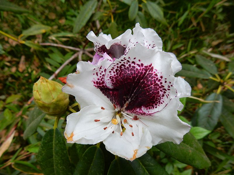 G2862_Your image is the best title ! G2862