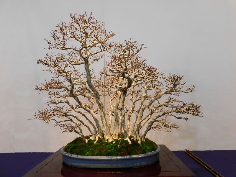 藝樹舞苔 -- 高樹凱.COM