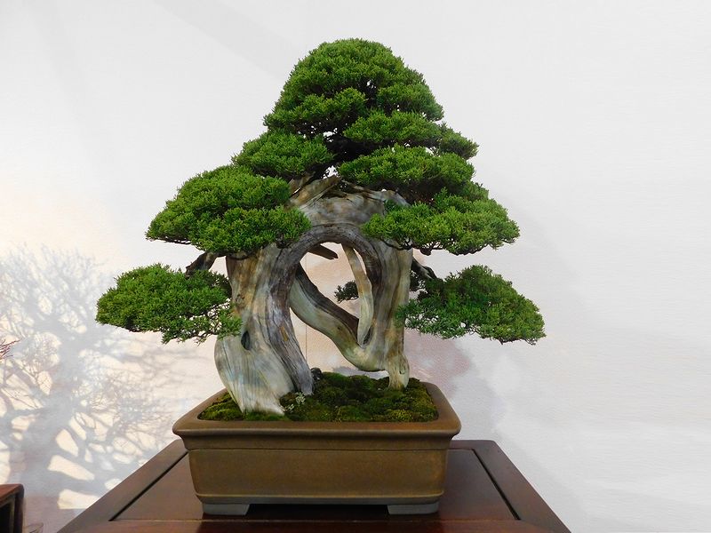 藝樹舞苔 -- 高樹凱.COM