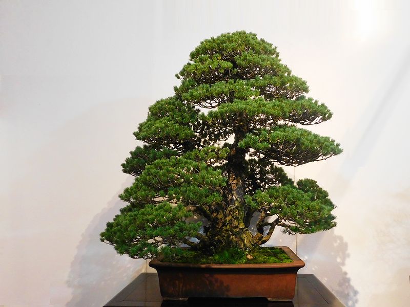 藝樹舞苔 -- 高樹凱.COM