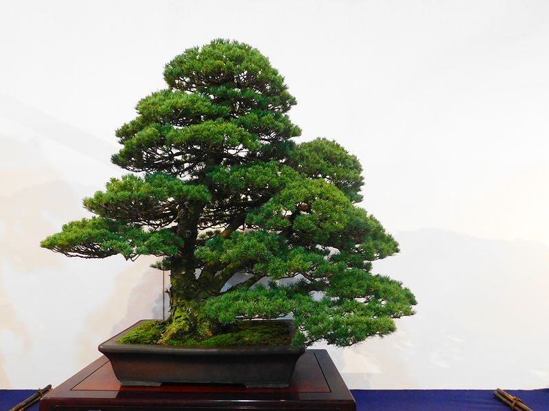 藝樹舞苔 -- 高樹凱.COM