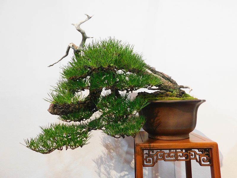 藍釉開片八方鉢 盆栽 多肉菖蒲盆栽 植木鉢 景德镇 装饰品 工艺品 置物 盆栽植物蓝色花- 京东