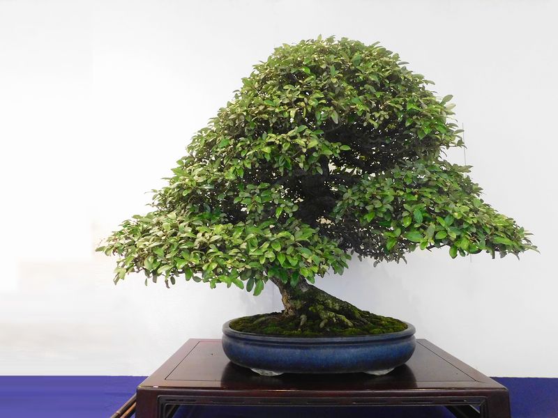 長方馬槽紫砂鉢 色絵釉水牡丹小葉勒竹盆 大盆栽 小盆栽 長方馬槽紫砂鉢 色絵釉水牡丹小葉勒竹盆 大盆栽 小盆栽 - メルカリ