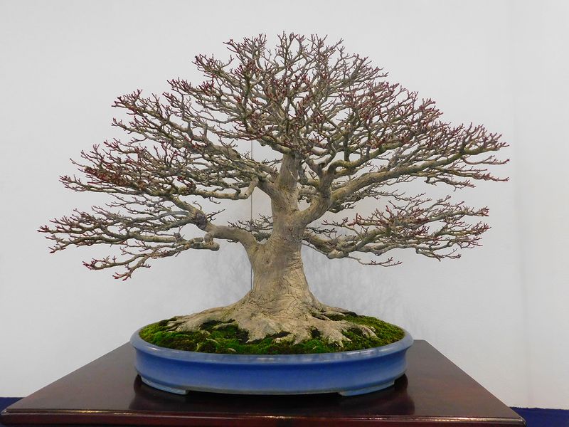 藝樹舞苔 -- 高樹凱.COM