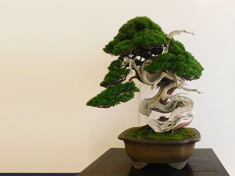 藝樹舞苔 -- 高樹凱.COM