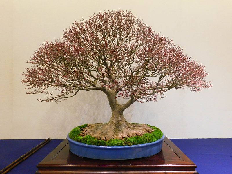 藝樹舞苔 -- 高樹凱.COM