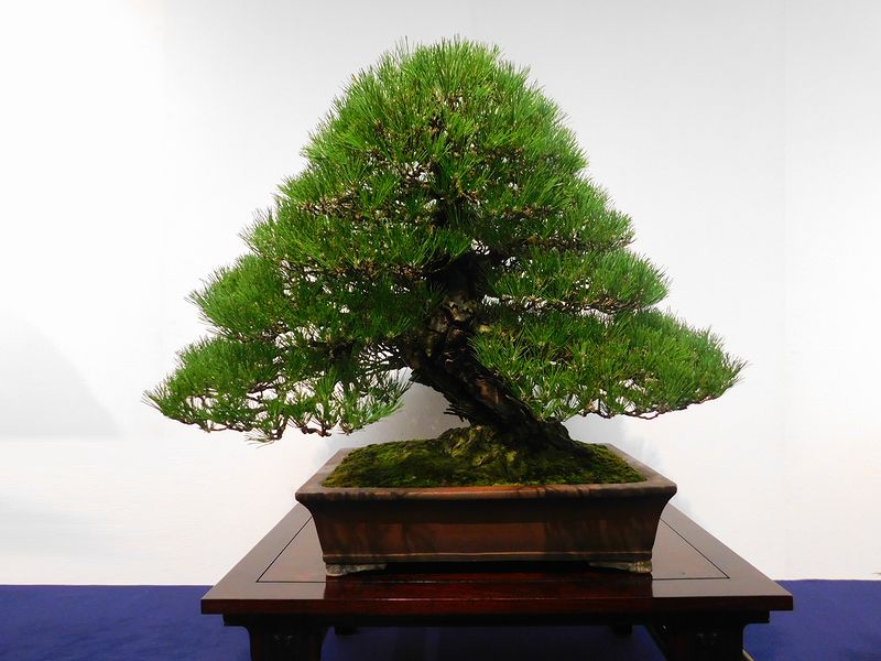藍釉開片八方鉢 盆栽 多肉菖蒲盆栽 植木鉢 景德镇 装饰品 工艺品 置物 景德镇陶瓷器古典缠枝青花笔洗装饰瓷缸水仙花盆水浅大号乌龟鱼缸