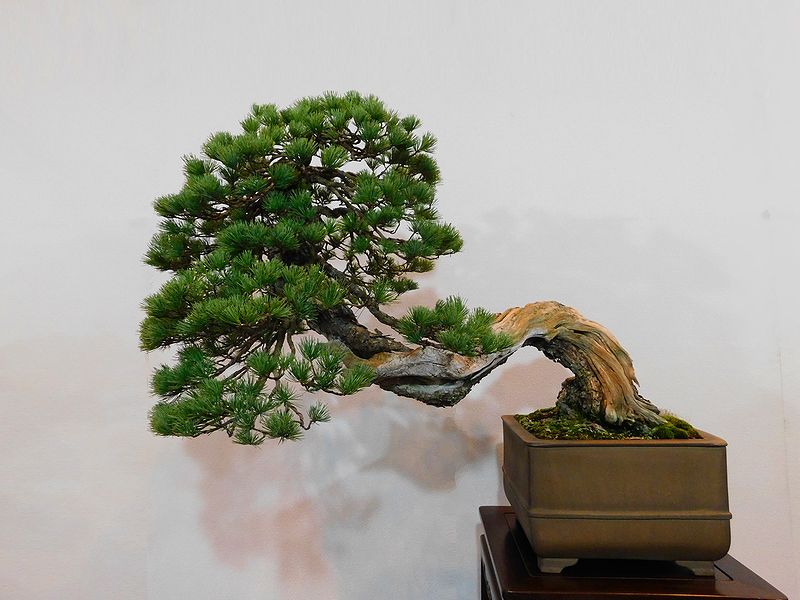 藝樹舞苔 0613