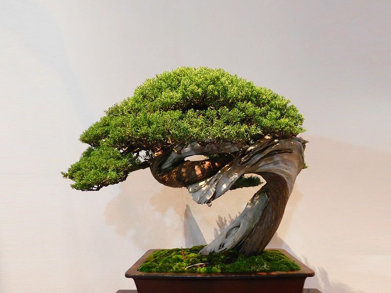 藝樹舞苔1789