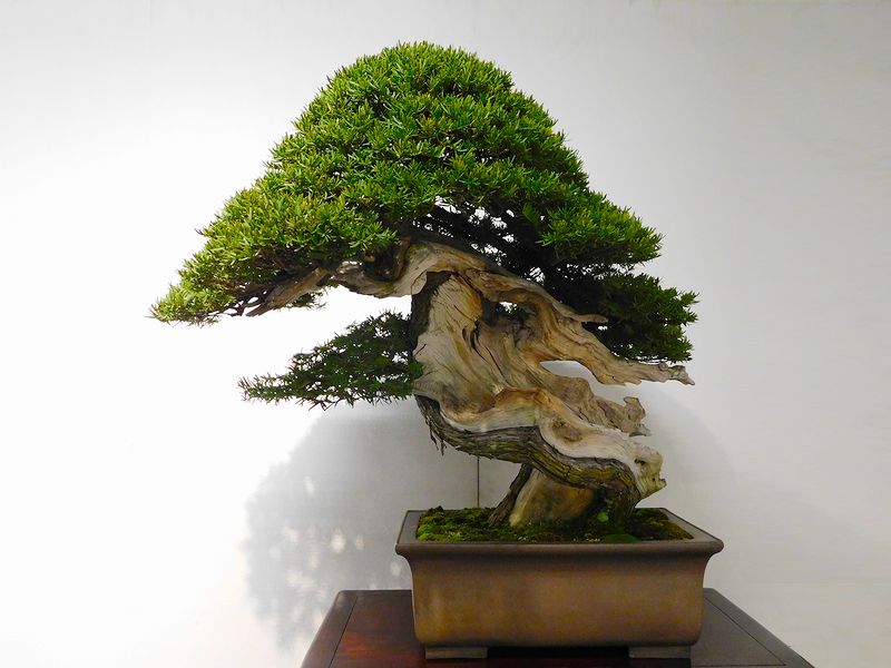 藝樹舞苔1799