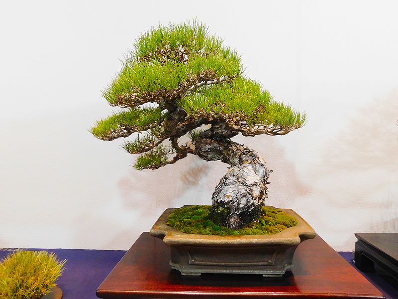 藝樹舞苔2500