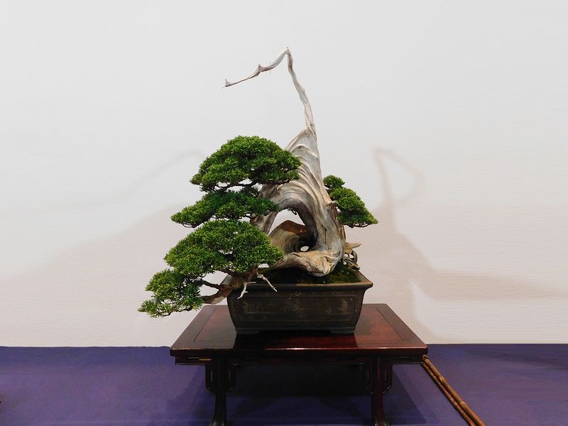 藝樹舞苔2502