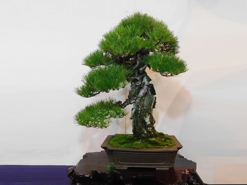 藝樹舞苔2506