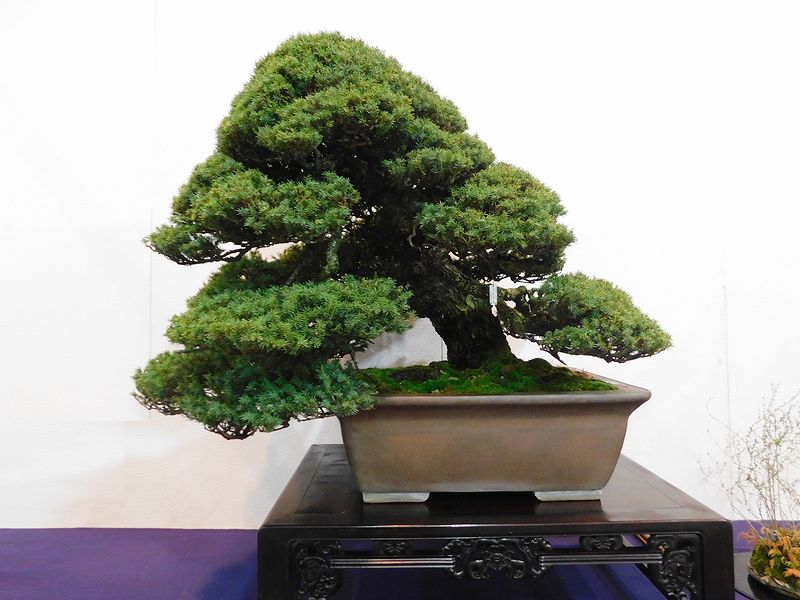藝樹舞苔2516