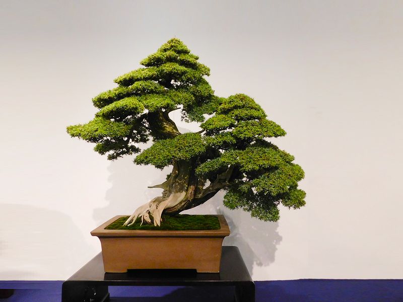 藝樹舞苔2520