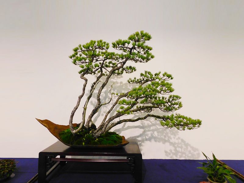 藝樹舞苔2521