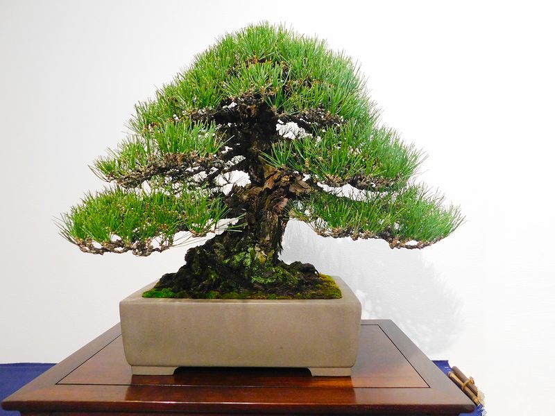 藝樹舞苔2523