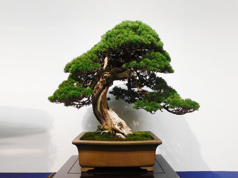 藝樹舞苔2525