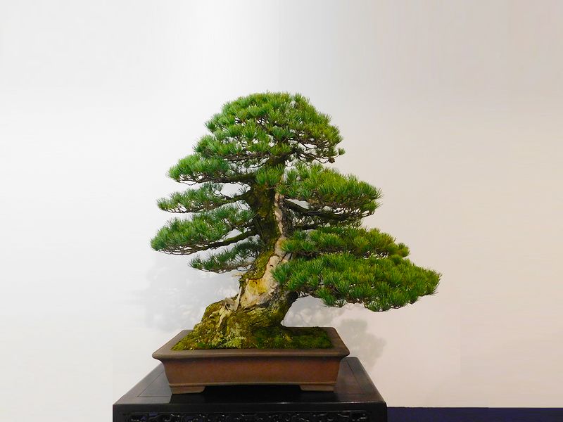 藝樹舞苔2533