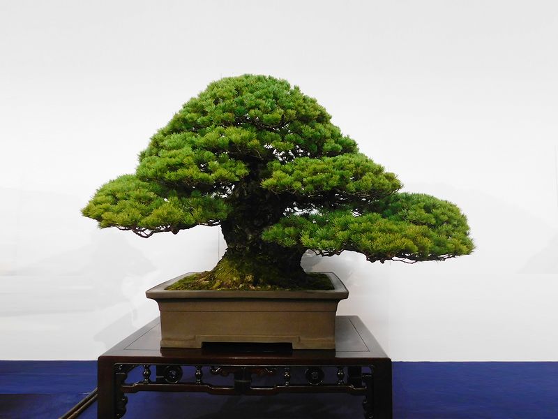藝樹舞苔2535