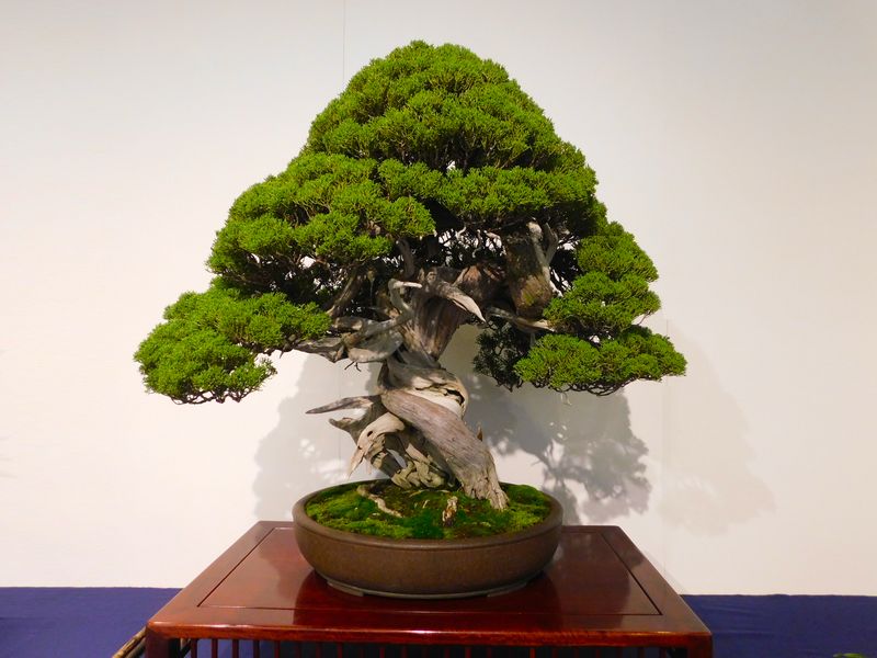 藝樹舞苔2538