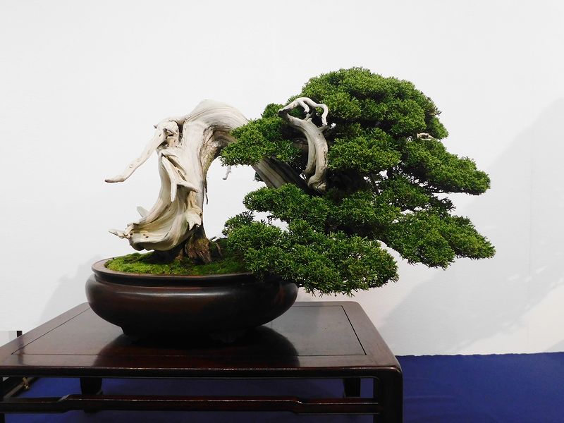 藝樹舞苔2540