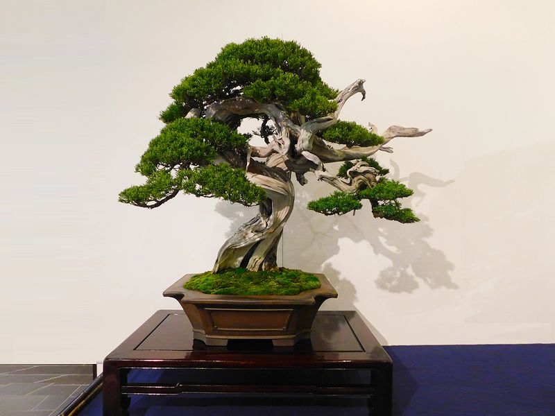 藝樹舞苔2542