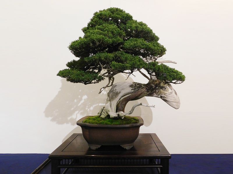 藝樹舞苔2544